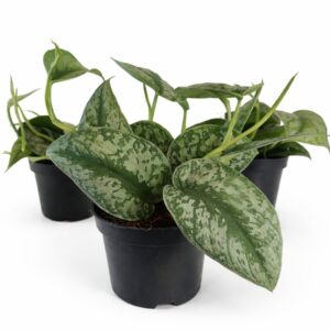 Scindapsus pictus Trebie (Scindapsus pstry)