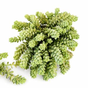 Sedum Burrito
