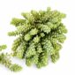 Sedum Burrito