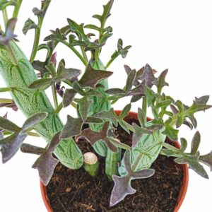 Senecio Articulatus