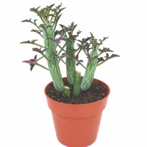 Senecio Articulatus