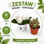 Sweet Harmony – fiołek & sukulent