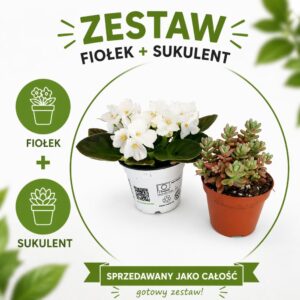 Sweet Harmony – fiołek & sukulent