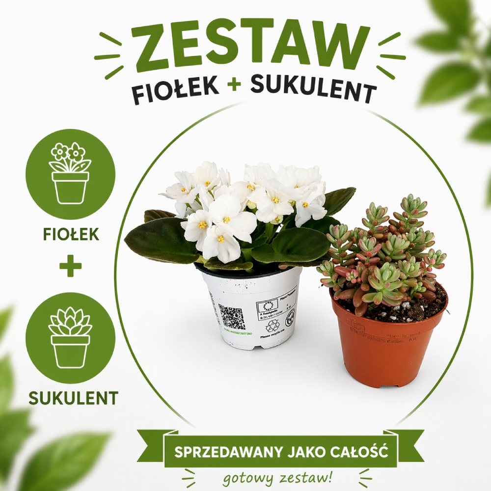 Sweet Harmony – fiołek & sukulent