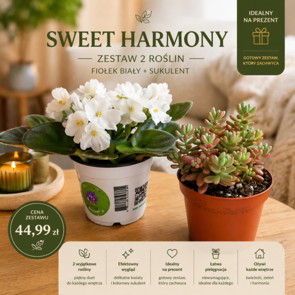 Sweet Harmony – fiołek & sukulent