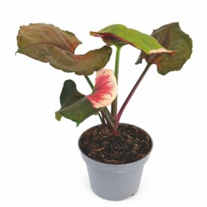 Syngonium Strawbery Ice