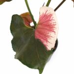 Syngonium Strawbery Ice