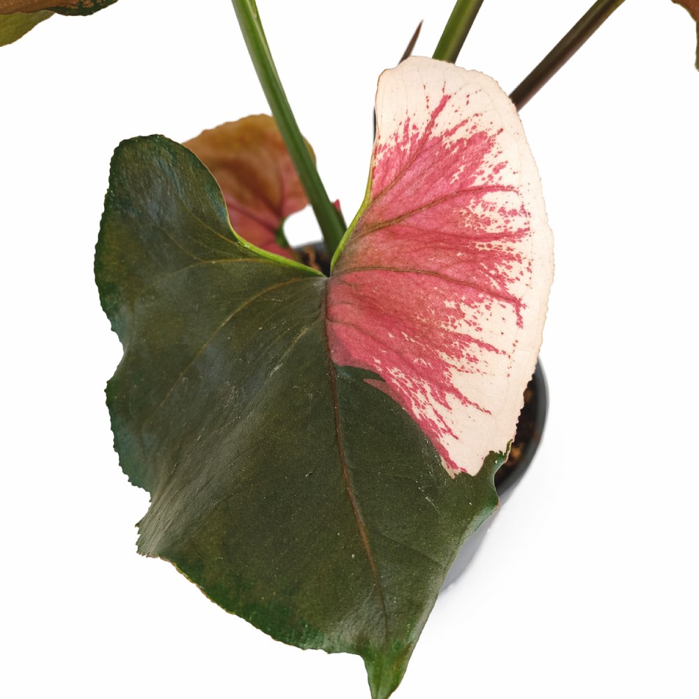 Syngonium Strawbery Ice