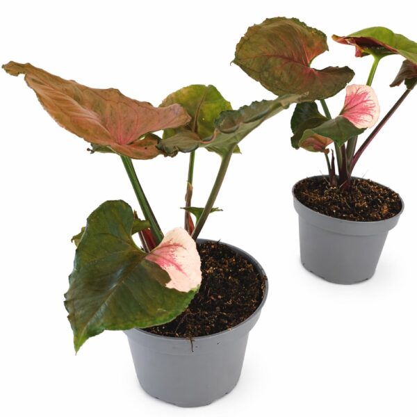 Syngonium Strawbery Ice