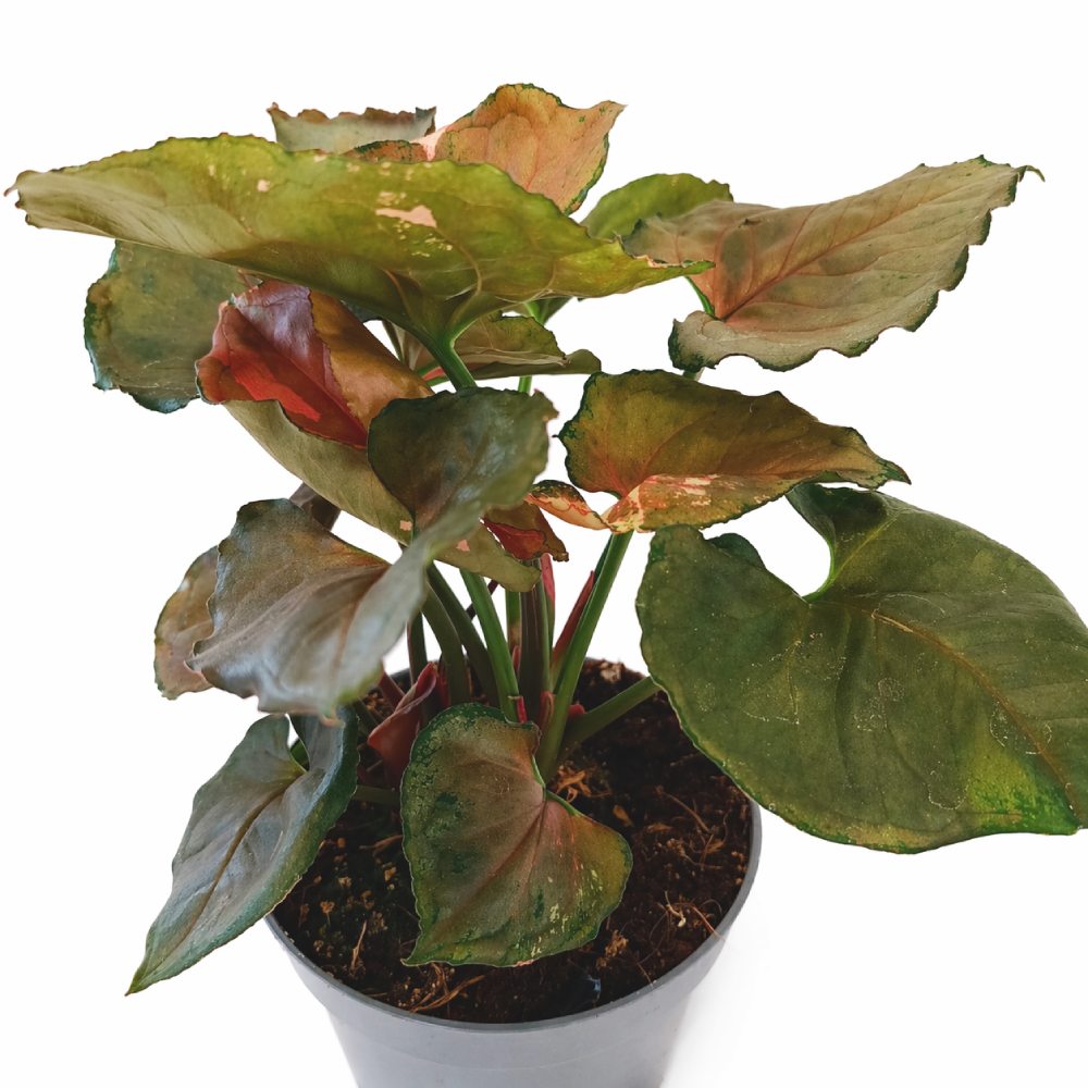 Syngonium Strawbery Ice