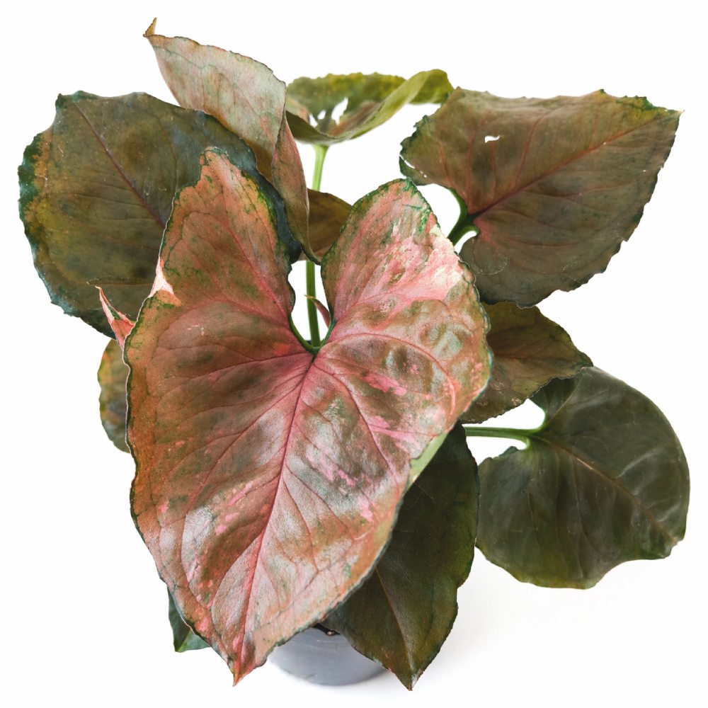 Syngonium Strawbery Ice