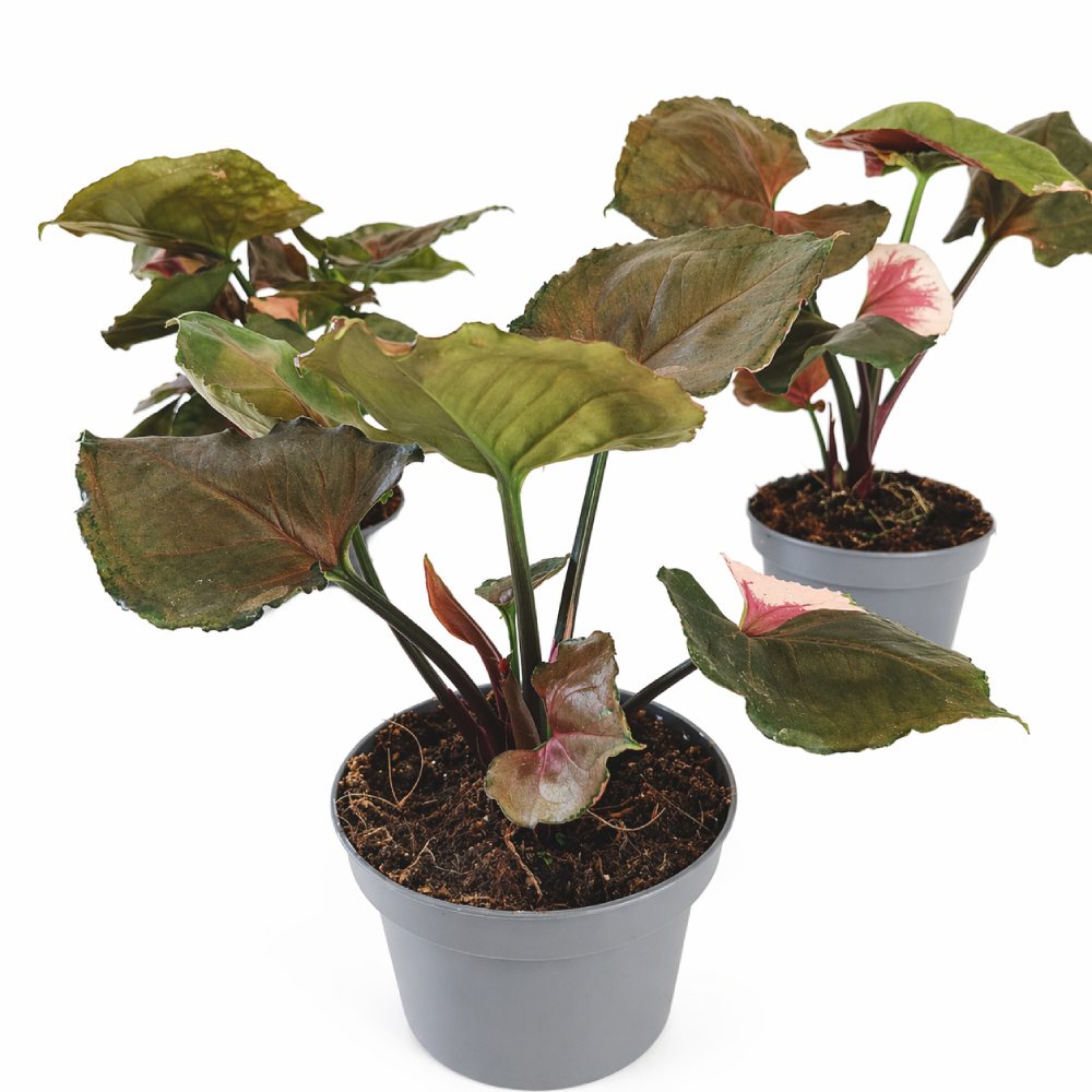 Syngonium Strawbery Ice