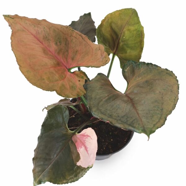 Syngonium Strawbery Ice