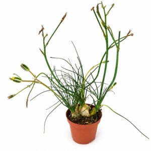 albuca humilis