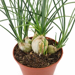 albuca humilis