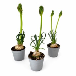 albuca spiralis