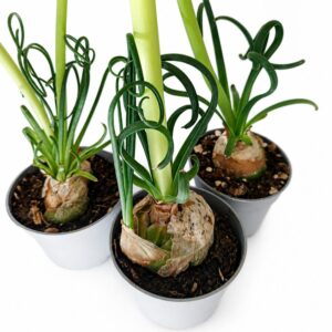 albuca spiralis