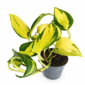 epipremnum neon joy