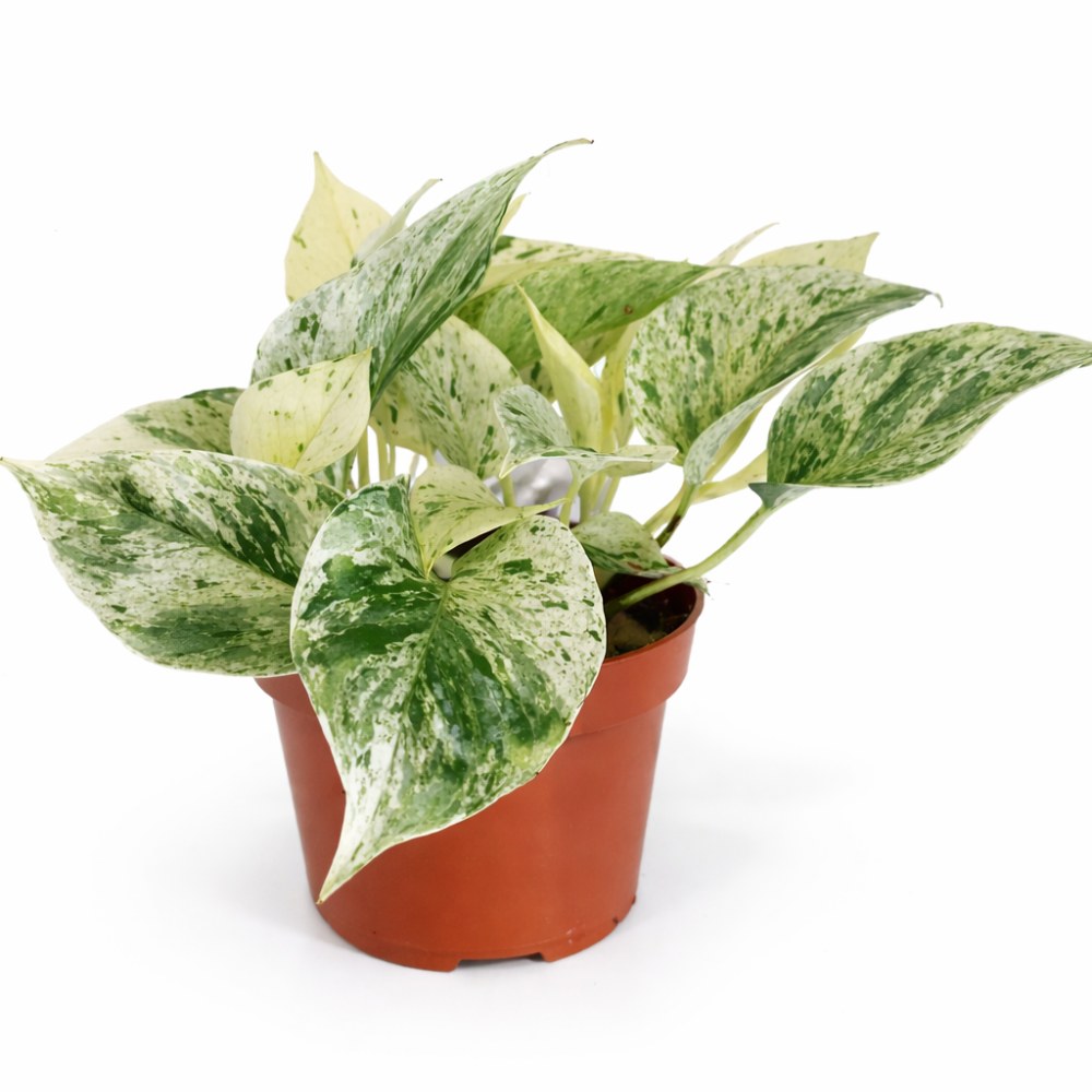 epipremnum snow leopard