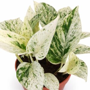 epipremnum snow leopard