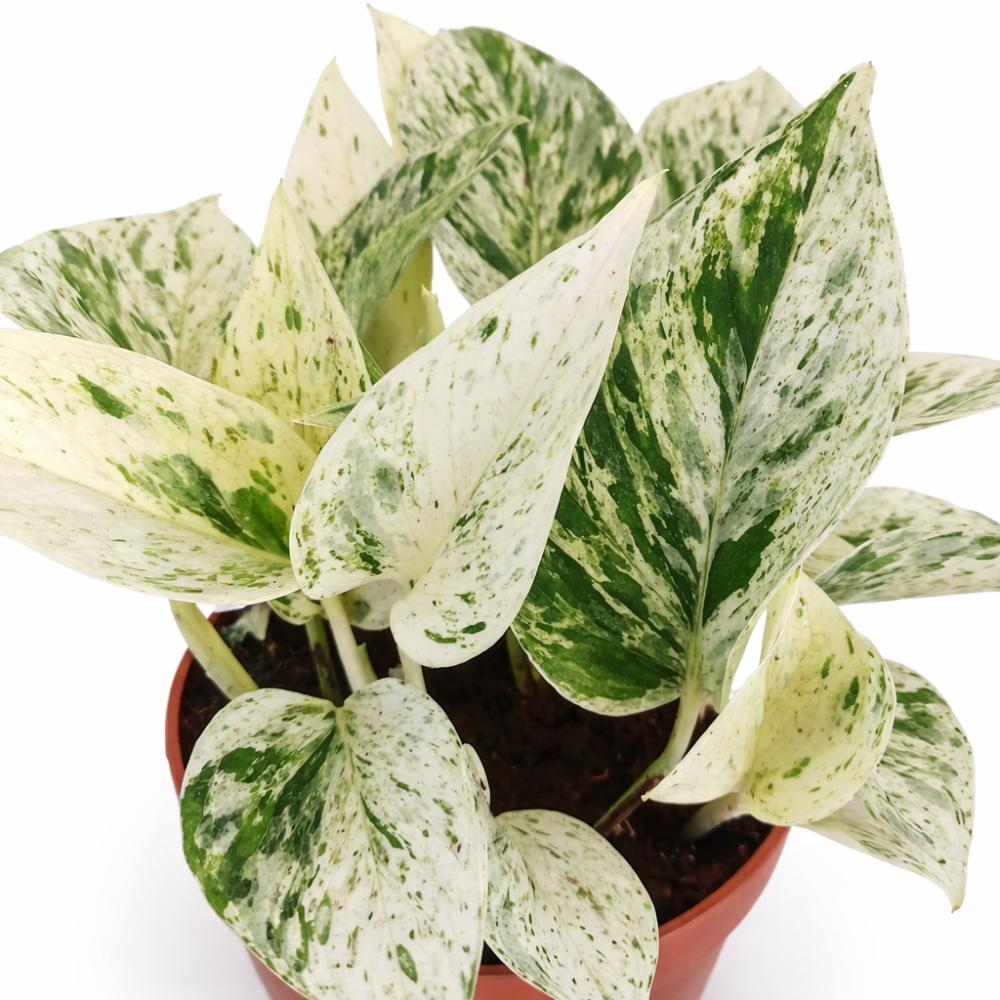 epipremnum snow leopard