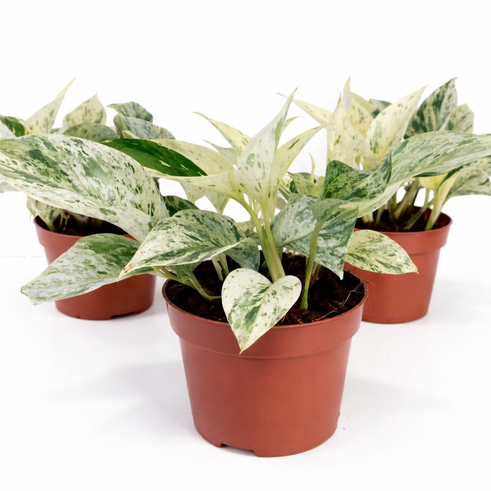 epipremnum snow leopard