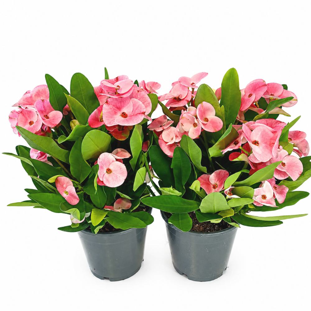 euphorbia charlotte
