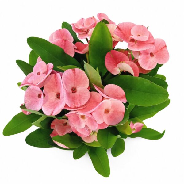 euphorbia charlotte