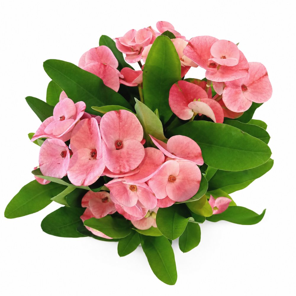 euphorbia charlotte