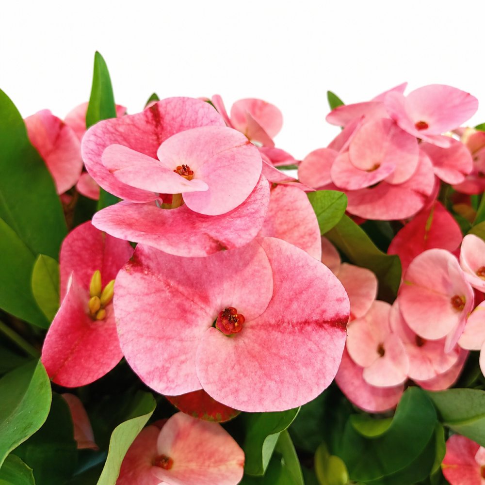 euphorbia charlotte