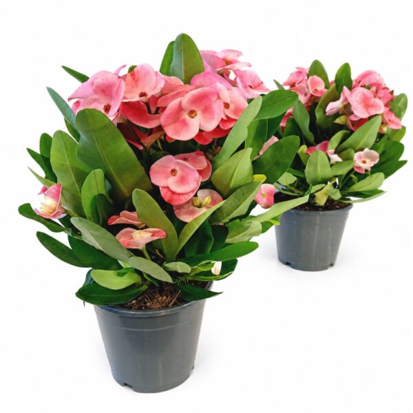 euphorbia charlotte