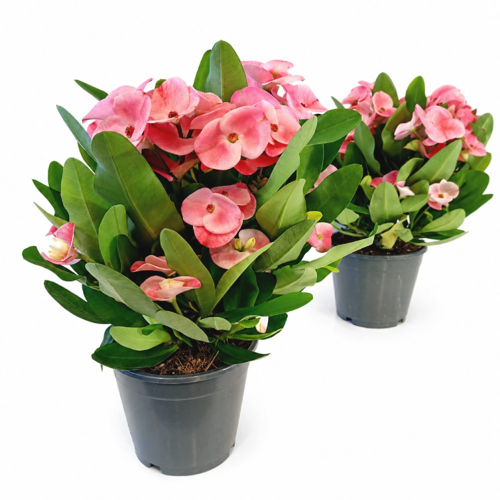euphorbia charlotte