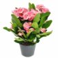euphorbia charlotte