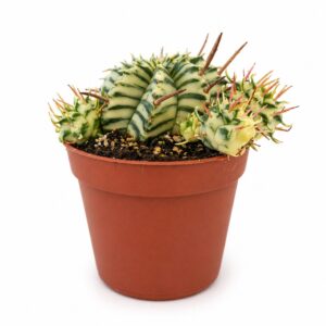 euphorbia meloformis variegata