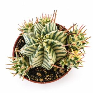 euphorbia meloformis variegata