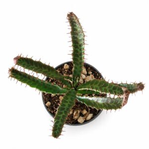 euphorbia stellata