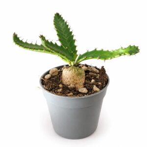 euphorbia stellata