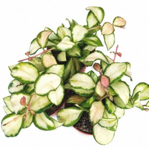hoya heuschkeliana