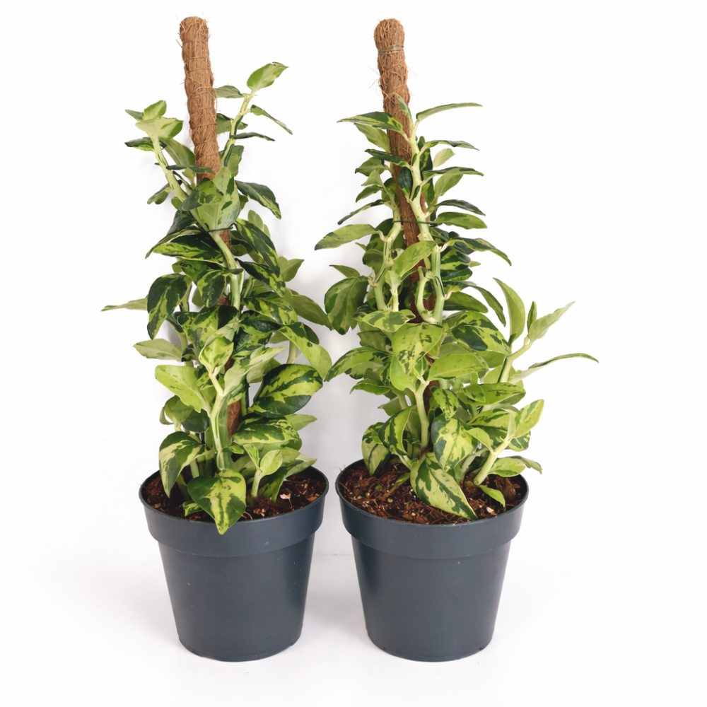 Pedilanthus Tithymaloides -kręgosłup diabła