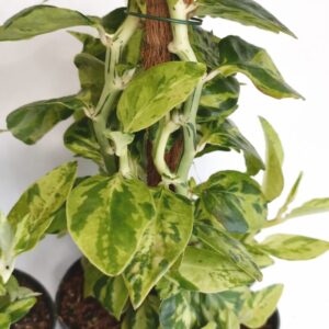 Pedilanthus Tithymaloides -kręgosłup diabła