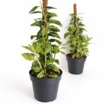 Pedilanthus Tithymaloides -kręgosłup diabła