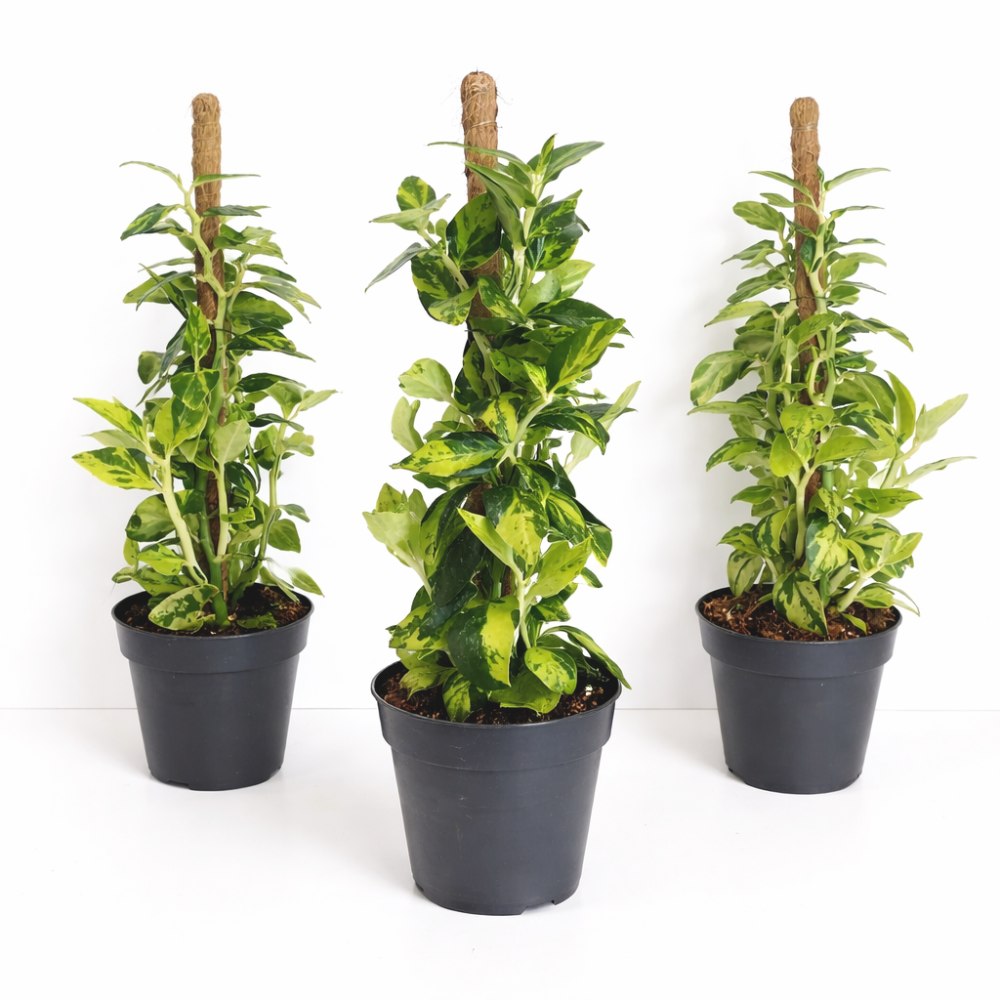 Pedilanthus Tithymaloides -kręgosłup diabła