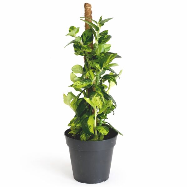 Pedilanthus Tithymaloides -kręgosłup diabła