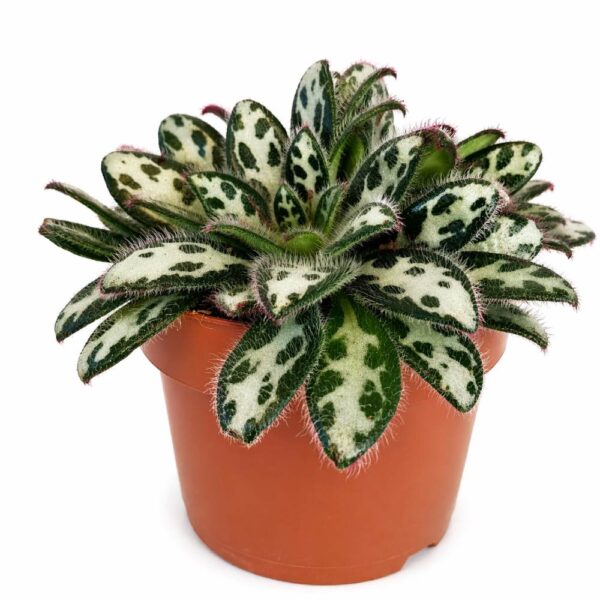 primulina dryas purpelina