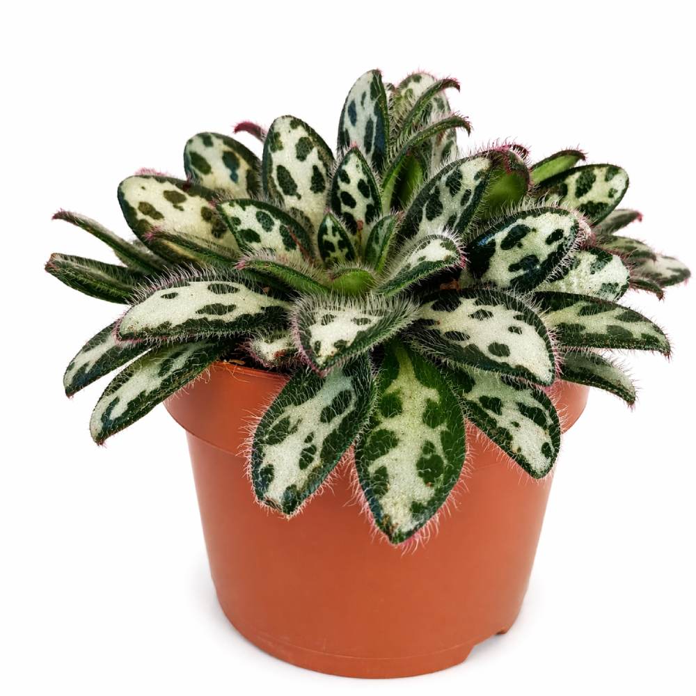 primulina dryas purpelina