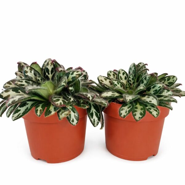 primulina dryas purpelina