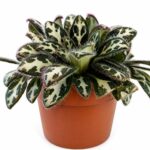 primulina dryas purpelina