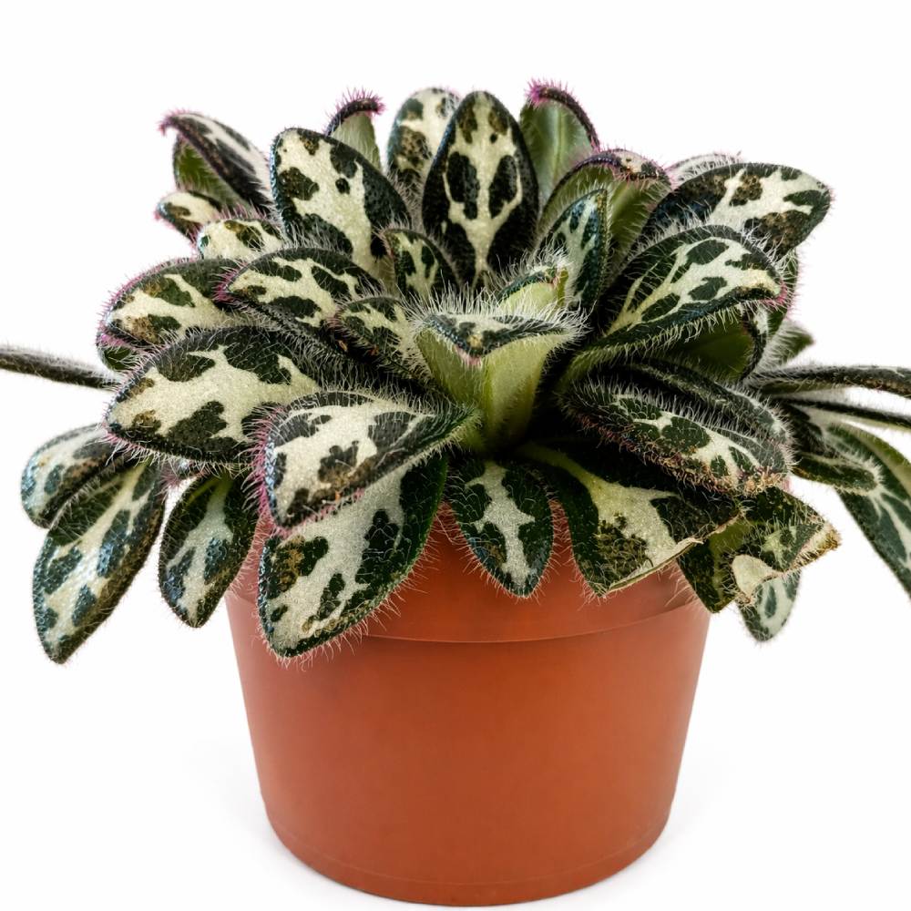 primulina dryas purpelina