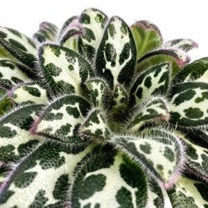 primulina dryas purpelina