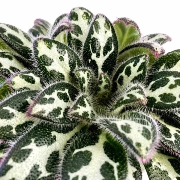 primulina dryas purpelina